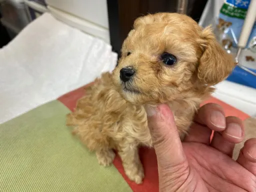 プードルの子犬販売