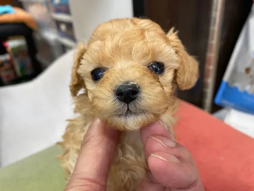 プードルの子犬販売
