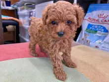 トイ・プードル