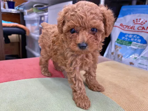 プードルの子犬販売