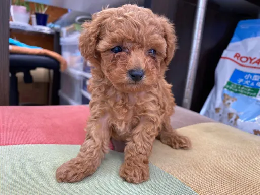 プードルの子犬販売