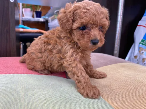 プードルの子犬販売
