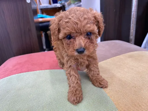 プードルの子犬販売