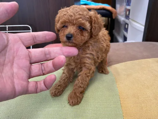 プードルの子犬販売