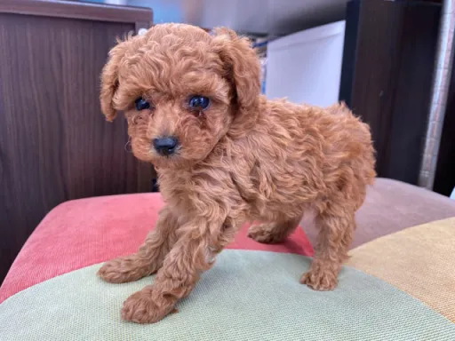 プードルの子犬販売
