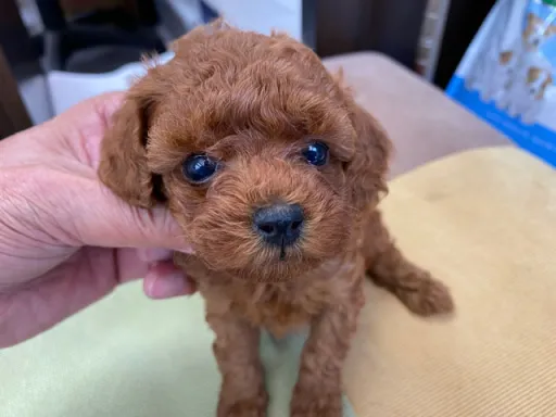 プードルの子犬販売