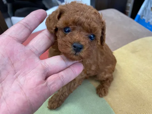 プードルの子犬販売
