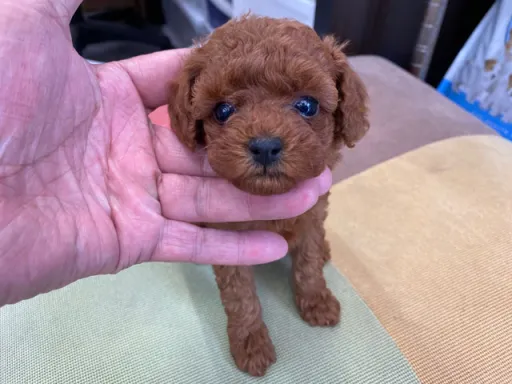 プードルの子犬販売
