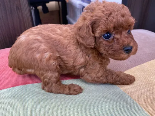 プードルの子犬販売