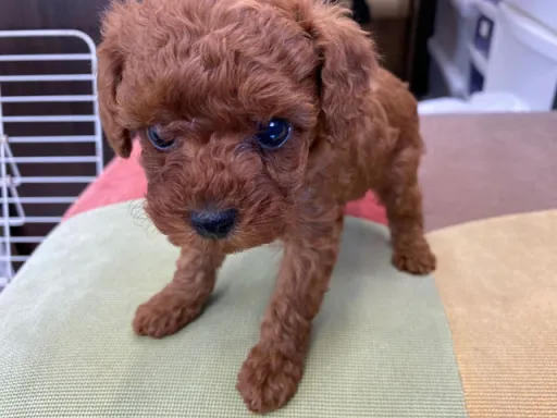 プードルの子犬販売