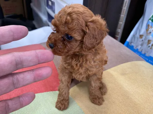 プードルの子犬販売