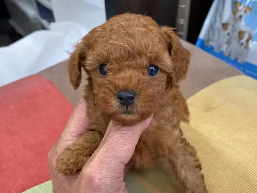 プードルの子犬販売