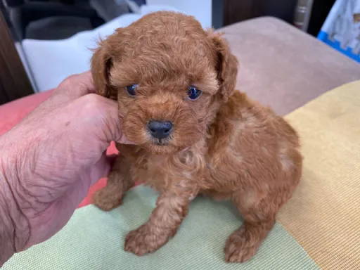 プードルの子犬販売