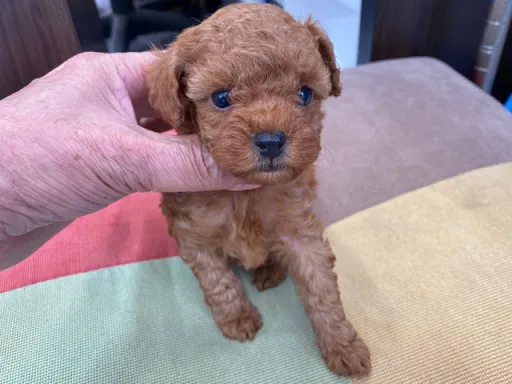 プードルの子犬販売