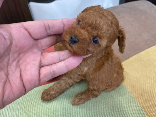 プードルの子犬販売