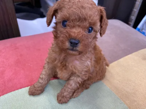 プードルの子犬販売