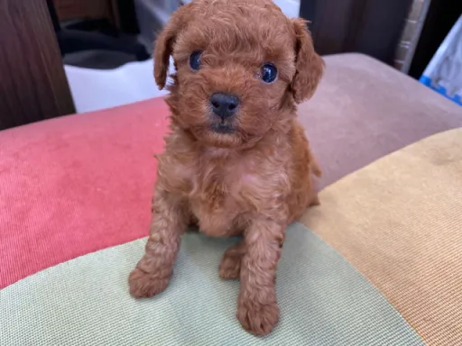 プードルの子犬販売