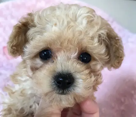 プードルの子犬販売