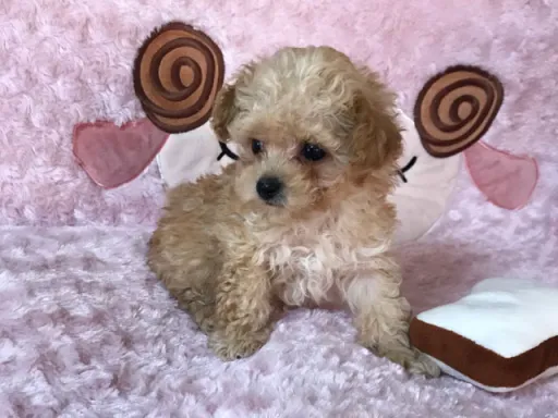 プードルの子犬販売