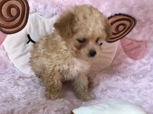 プードルの子犬販売