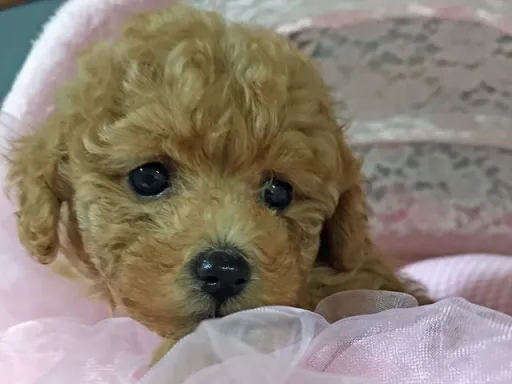 プードルの子犬販売