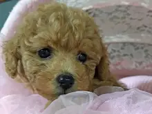 トイ・プードル