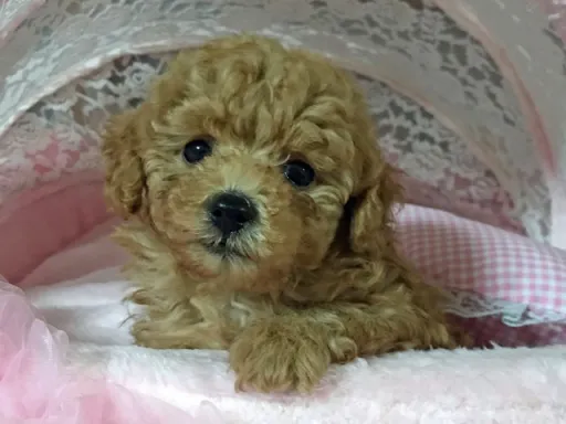 プードルの子犬販売