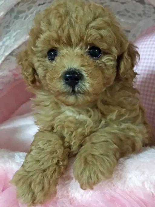 プードルの子犬販売