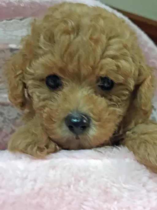 プードルの子犬販売
