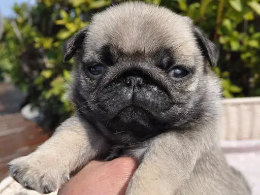 パグの子犬販売