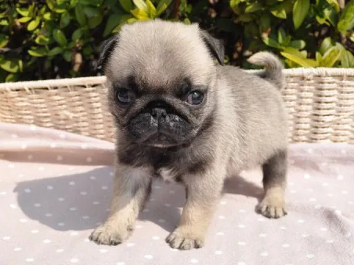 パグのサムネイル画像4