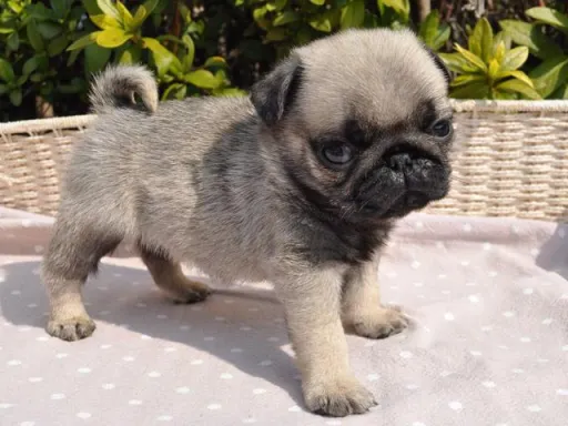 パグのサムネイル画像5