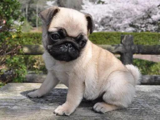 パグのサムネイル画像4