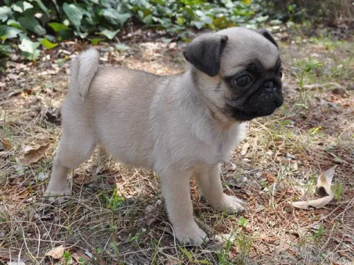 パグのサムネイル画像5