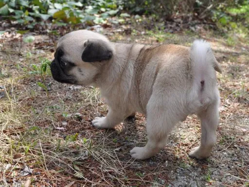 パグのサムネイル画像6