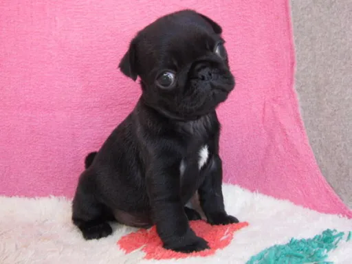 パグのサムネイル画像2