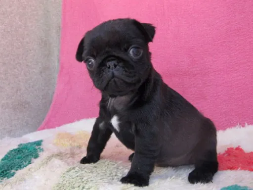 パグのサムネイル画像3