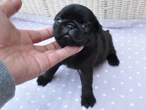 パグのサムネイル画像2