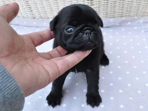 パグのサムネイル画像3