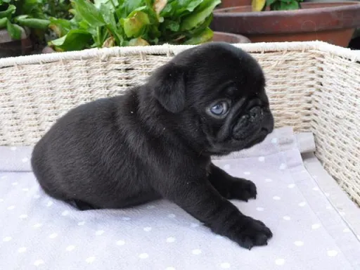 パグのサムネイル画像4