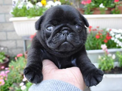 パグのサムネイル画像5