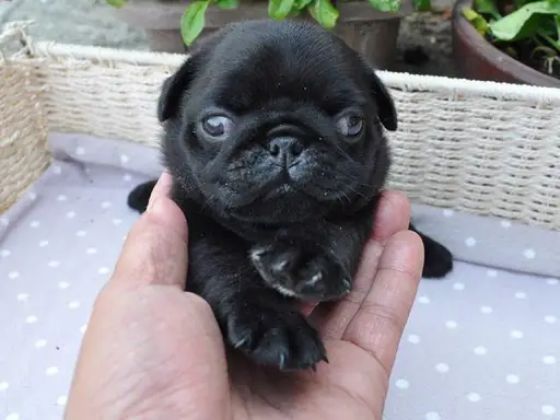 パグの子犬販売