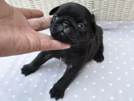 パグのサムネイル画像2