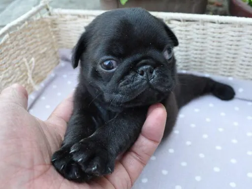 パグのサムネイル画像4