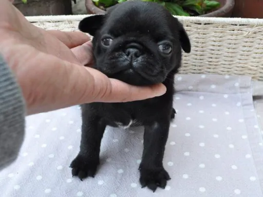 パグのサムネイル画像5