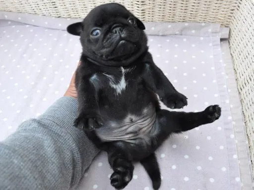パグのサムネイル画像6