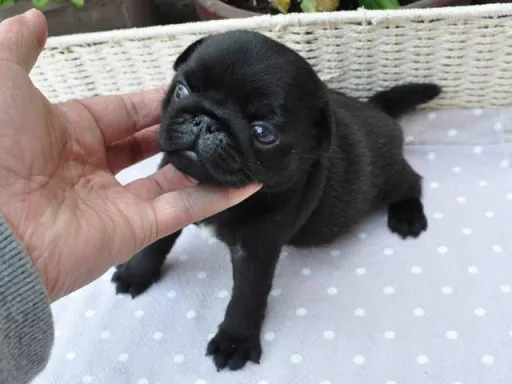 パグのサムネイル画像2