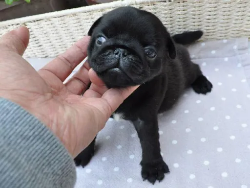 パグのサムネイル画像3