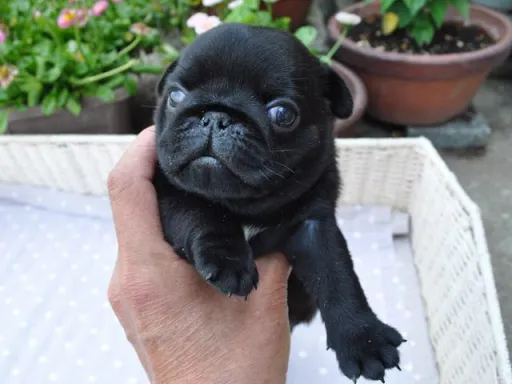 パグのサムネイル画像4