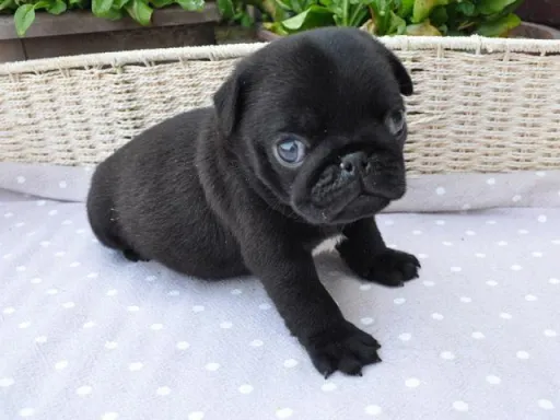 パグのサムネイル画像5